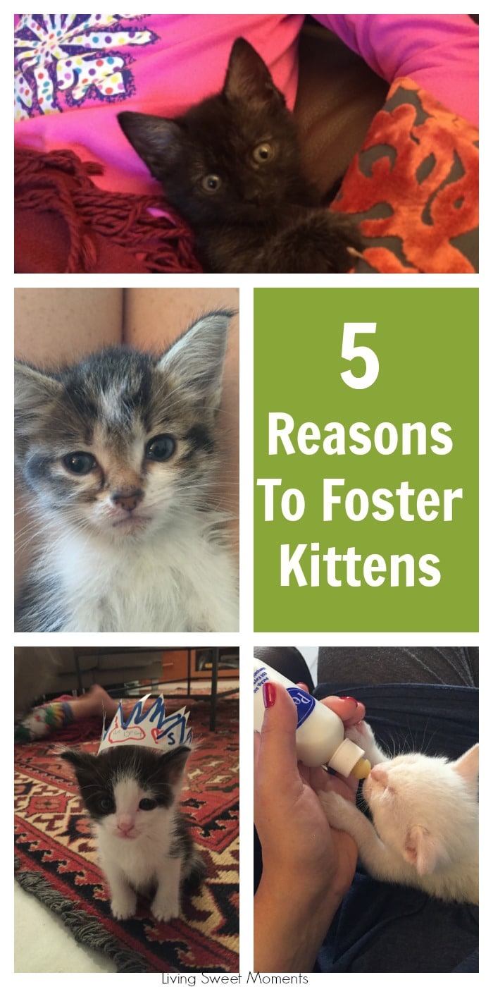 Here are my top 5 reasons to foster kittens. I've done it many times and have found it to be an amazing experience, not only for the kittens but me as well.