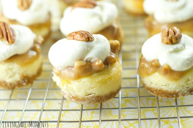 Pecan Praline Mini Cheesecakes - this is the best cheesecake recipe ever! these vanilla cheesecake bites are topped with pecan praline and chantilly cream.