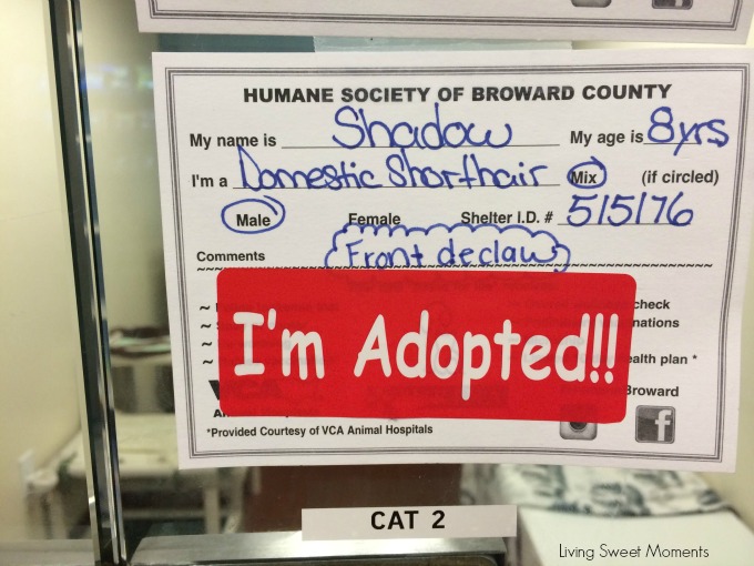Mickey's Adoption Story - Check out how our lives changed for the better when we adopted a senior cat from the shelter. Please adopt and don't shop.