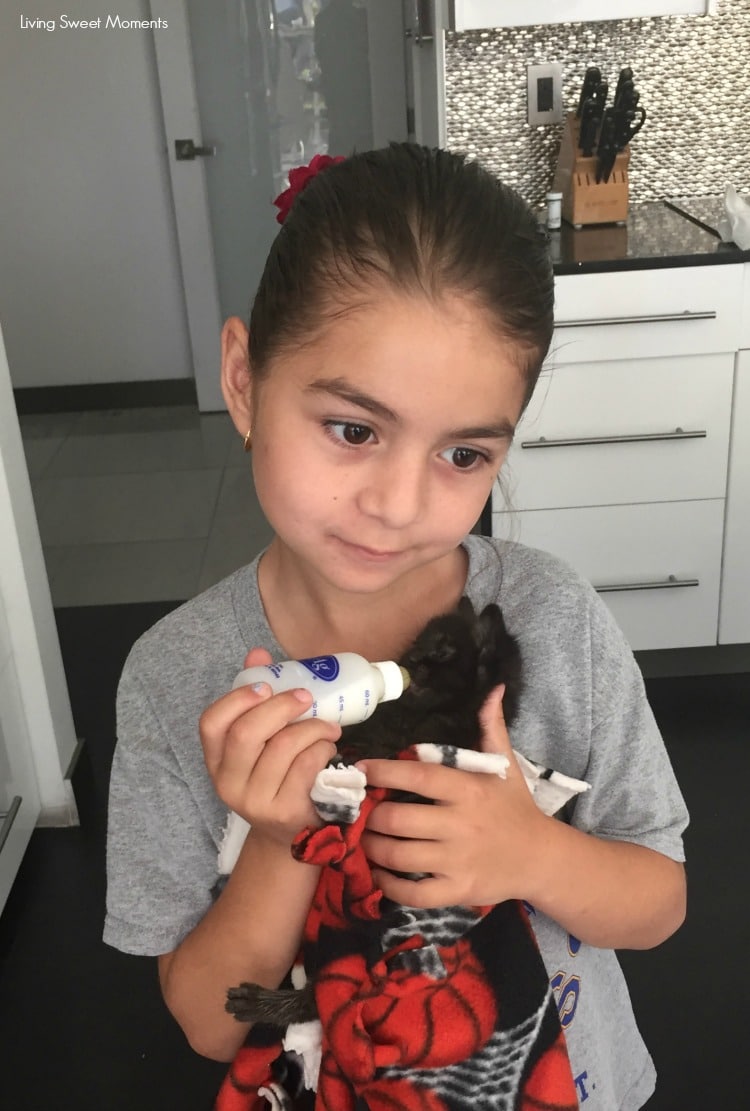 Here are my top 5 reasons to foster kittens. I've done it many times and have found it to be an amazing experience, not only for the kittens but me as well.