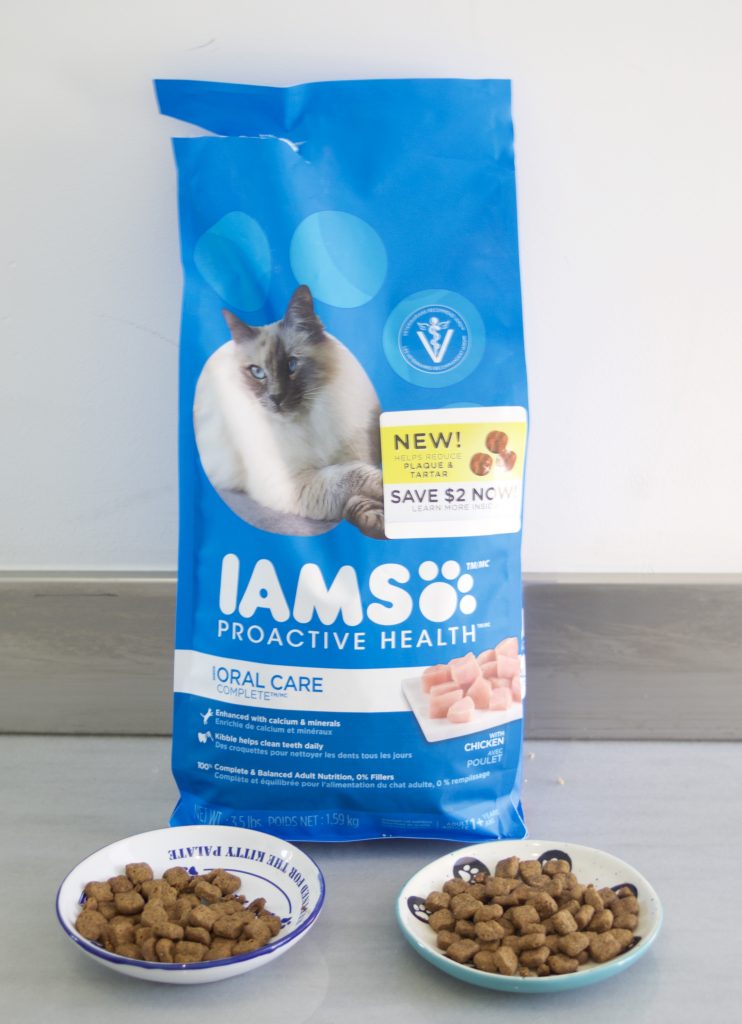 Here are my top 5 reasons to foster kittens. I've done it many times and have found it to be an amazing experience, not only for the kittens but me as well. IAMS PROACTIVE HEALTH ORAL CARE