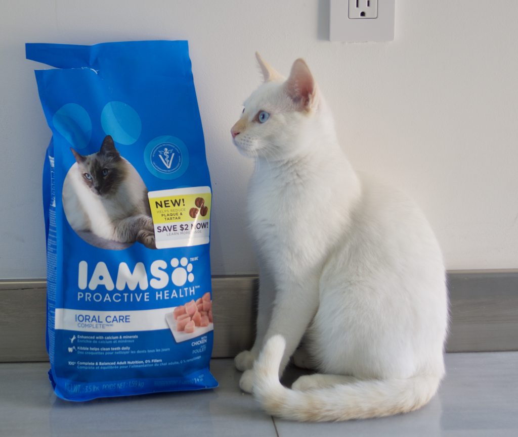 Here are my top 5 reasons to foster kittens. I've done it many times and have found it to be an amazing experience, not only for the kittens but me as well. IAMS PROACTIVE HEALTH ORAL CARE