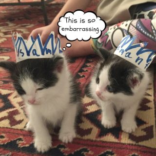 Here are my top 5 reasons to foster kittens. I've done it many times and have found it to be an amazing experience, not only for the kittens but me as well.