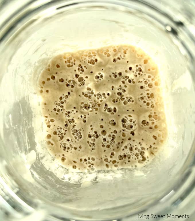 Day 3 starter with noticeable rise and bubbles