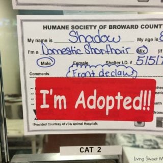 Mickey's Adoption Story - Check out how our lives changed for the better when we adopted a senior cat from the shelter. Please adopt and don't shop.