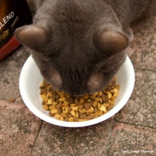 keep your kitty happy and healthy