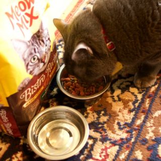 5 Tips For Traveling With Your Cat - traveling with cats can be very traumatizing for them. Today I share some tips that will make the process smoother